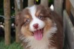 Prachtige Australische herder pups (aussie pups), Dieren en Toebehoren, Honden | Herdershonden en Veedrijvers, België, CDV (hondenziekte)