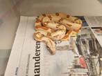 Boa constrictor imperator, Dieren en Toebehoren, Slang, 0 tot 2 jaar, Tam