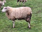 jonge ooien (swifter) te koop, Mouton, Femelle, 0 à 2 ans