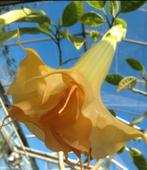 Brugmansia of engelentrompetplant, Ophalen of Verzenden, Zomer