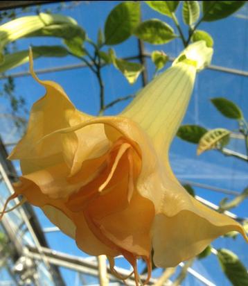 Brugmansia of engelentrompetplant beschikbaar voor biedingen