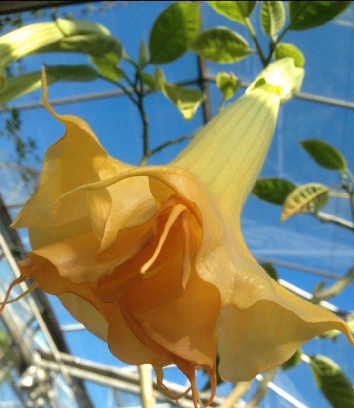 Brugmansia of engelentrompetplant, Tuin en Terras, Planten | Tuinplanten, Zomer, Ophalen of Verzenden