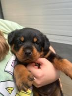 Rottweiler pups met stamboom, Animaux & Accessoires, Chiens | Bouledogues, Pinschers & Molossoïdes, Parvovirose, Plusieurs, Belgique