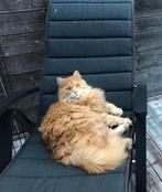 Kattenoppas, Animaux & Accessoires, Accessoires pour chats, Enlèvement ou Envoi, Utilisé