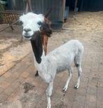 Heel mooi alpaca hengst, Dieren en Toebehoren, Schapen, Geiten en Varkens