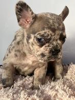 franse bulldog pups,teefje,merle, Dieren en Toebehoren, België, 8 tot 15 weken, Bulldog, Meerdere