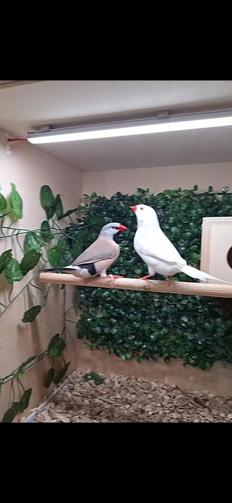 Spitsstaartamadine gezocht poppen liefst., Dieren en Toebehoren, Vogels | Overige Vogels