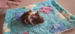 Cavia boy 9 stuks geboren 26 en 29 januari, Dieren en Toebehoren