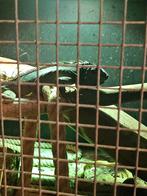 Rode leguaan, Dieren en Toebehoren, Hagedis, Met terrarium, 3 tot 6 jaar