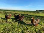 wyandotte kriel kippen Goudzwart gezoomd gesekst + ingeënt, Dieren en Toebehoren, Vrouwelijk, Kip