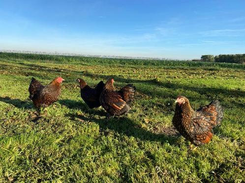 wyandotte kriel kippen Goudzwart gezoomd gesekst + ingeënt, Dieren en Toebehoren, Pluimvee, Kip, Vrouwelijk