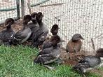 Europese Brilduikers, Meerdere dieren, Eend