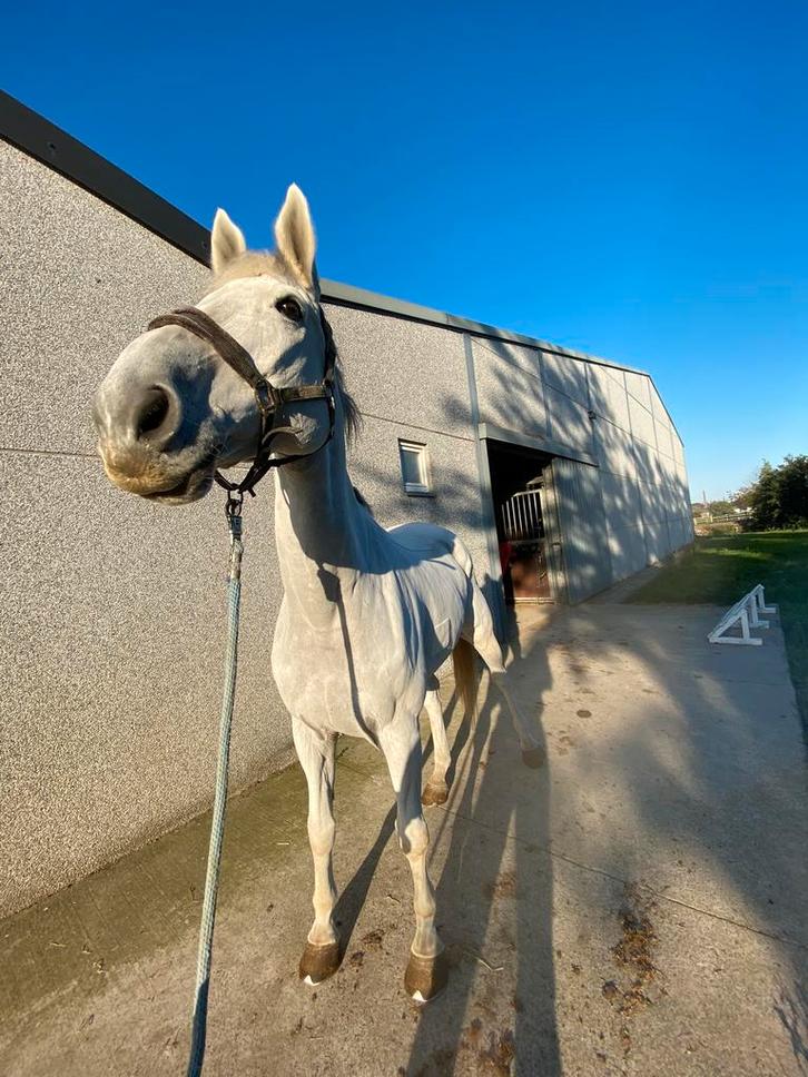 Scheren van paarden en pony’s, Dieren en Toebehoren, Paarden en Pony's | Verzorgingsproducten, Ophalen of Verzenden