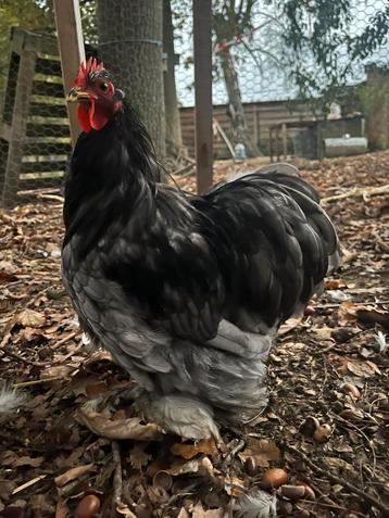 Cochin kriel haan blauw-wit-gepareld beschikbaar voor biedingen