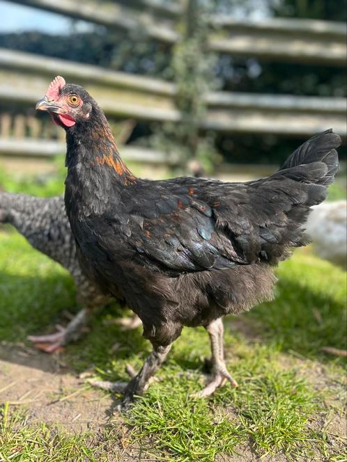 45 vethanen, Dieren en Toebehoren, Pluimvee