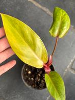 Philodendron Painted Lady, Ophalen of Verzenden