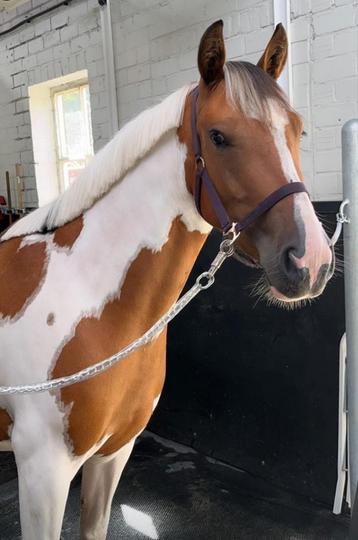 Superbrave kindveilige D/E-pony 4 jaar ++Bomproof  beschikbaar voor biedingen