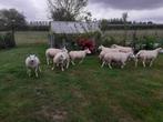 schapen, Dieren en Toebehoren, Meerdere dieren, Schaap, 0 tot 2 jaar