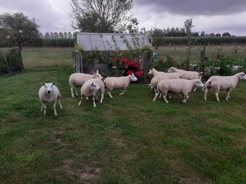 schapen, Dieren en Toebehoren, Schapen, Geiten en Varkens, Schaap, Meerdere dieren, 0 tot 2 jaar