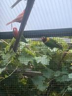 2. Couples de inséparables.