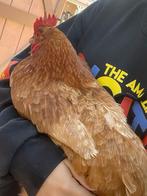 GEZOCHT handtamme hennen, Dieren en Toebehoren, Pluimvee, Vrouwelijk, Kip