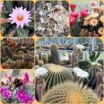 Cactussen vanaf 0,80 euro tijdens opendeurdag op 2 juni., Maison & Meubles, Plantes d'intérieur, Cactus, Enlèvement
