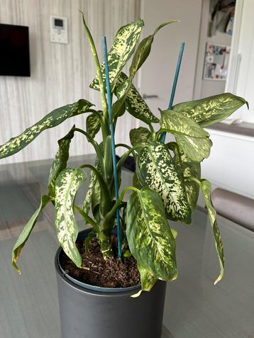 Mooie plant krijgt nieuwe scheuten 10€ beschikbaar voor biedingen