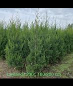 Leylandii 2001 PROMO, Ophalen of Verzenden, Taxus