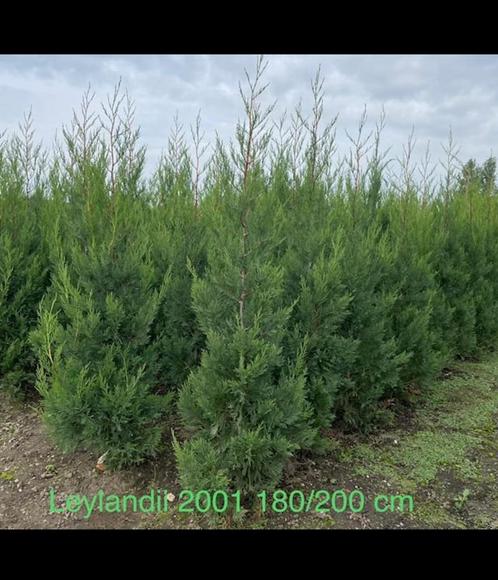 Leylandii 2001 PROMO, Tuin en Terras, Planten | Struiken en Hagen, Taxus, Ophalen of Verzenden