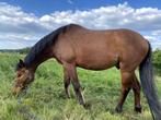 8-jarige BWP-ruin – werkwillig, karakter en sterke bloedlijn, Dieren en Toebehoren, Paarden, Gechipt, Ruin, L, 7 tot 10 jaar