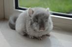 chinchilla Brown pearl Angora bok + standaard bok, Dieren en Toebehoren, Mei, Mannelijk, Chinchilla