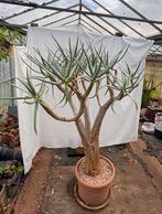 Grote Aloë in pot, Ophalen, In pot