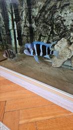 Pierre de lune Cichlidés frontosa blue Zaïre, Dieren en Toebehoren