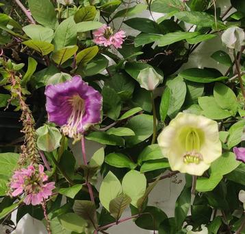 Cobea Scandens, Tuin en Terras, Planten | Tuinplanten, Ophalen, Volle zon, Eenjarig, Klimplanten