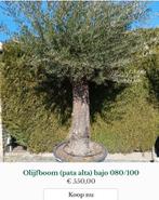 Olijfboom Pata Alta Bajo, Jardin & Terrasse, Plantes | Arbres, Enlèvement, Olivier