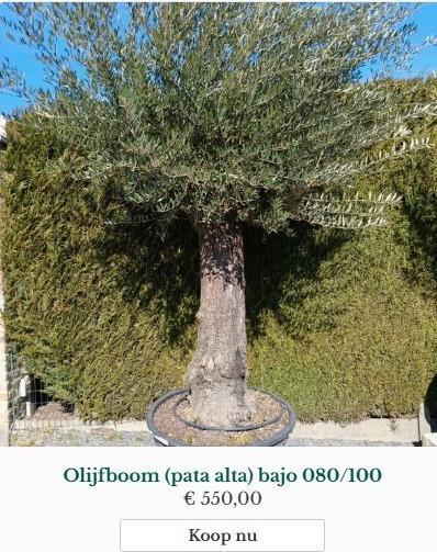 Olijfboom Pata Alta Bajo, Tuin en Terras, Planten | Bomen, Olijfboom, Ophalen