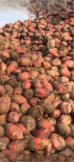 Voederbieten, Ophalen of Verzenden