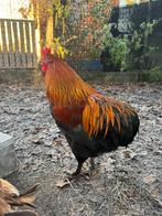 Tamme groenlegger/olijflegger haan, Dieren en Toebehoren, Pluimvee