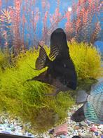 Maanvissen, Dieren en Toebehoren