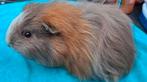 CH Teddy zeugje slate goud wit, Cavia, April, Vrouwelijk, Tam