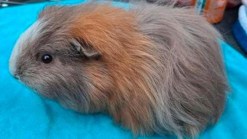 CH Teddy zeugje slate goud wit, Dieren en Toebehoren, Knaagdieren, Vrouwelijk, Cavia, April, Tam