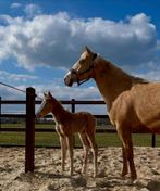 Knappe jong merrie, Jument