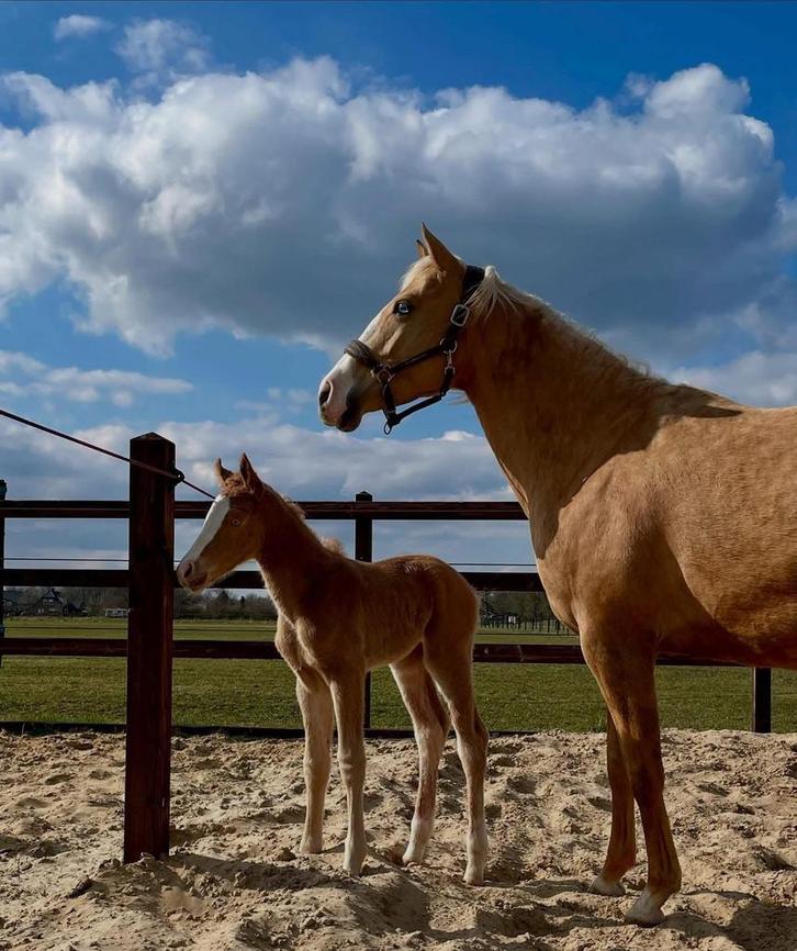 Knappe jong merrie, Animaux & Accessoires, Chevaux, Jument