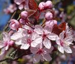 À 89€ l’un seulement ‼️ Magnifiques prunus cerasifera nigra, Jardin & Terrasse, Plantes | Arbres, En pot, Enlèvement ou Envoi