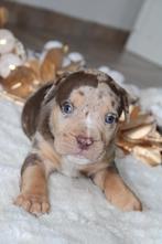 American Bully pups Lionheart Bloodline, Dieren en Toebehoren, België, Overige rassen, CDV (hondenziekte), 8 tot 15 weken
