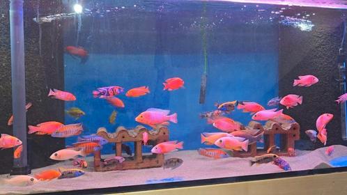 Promo diverse malawi cichliden, Dieren en Toebehoren, Vissen | Aquaria en Toebehoren, Zo goed als nieuw, Ophalen