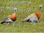 Grijskopganzen / grijskopgans / ganzen / gans, Dieren en Toebehoren, Pluimvee, Meerdere dieren, Gans of Zwaan