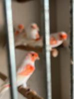 Kanarie, Dieren en Toebehoren, Vogels | Kanaries