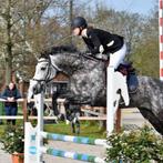 Allround 8j merrie, Dieren en Toebehoren, Merrie, B, E pony (1.48m - 1.57m)