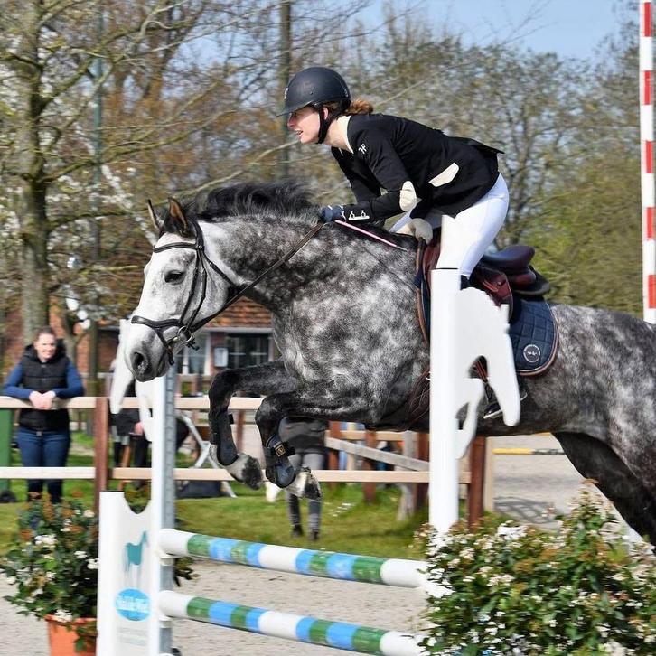 Allround 8j merrie, Dieren en Toebehoren, Pony's, Merrie, B, E pony (1.48m - 1.57m)